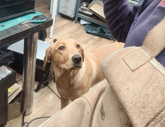 Labrador looking at human in a jewellery studio