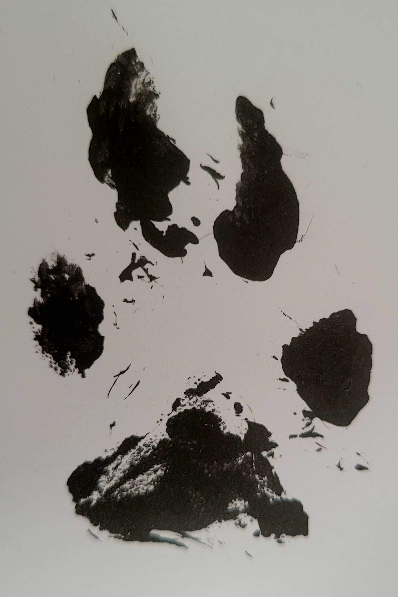 Paw Print Necklace